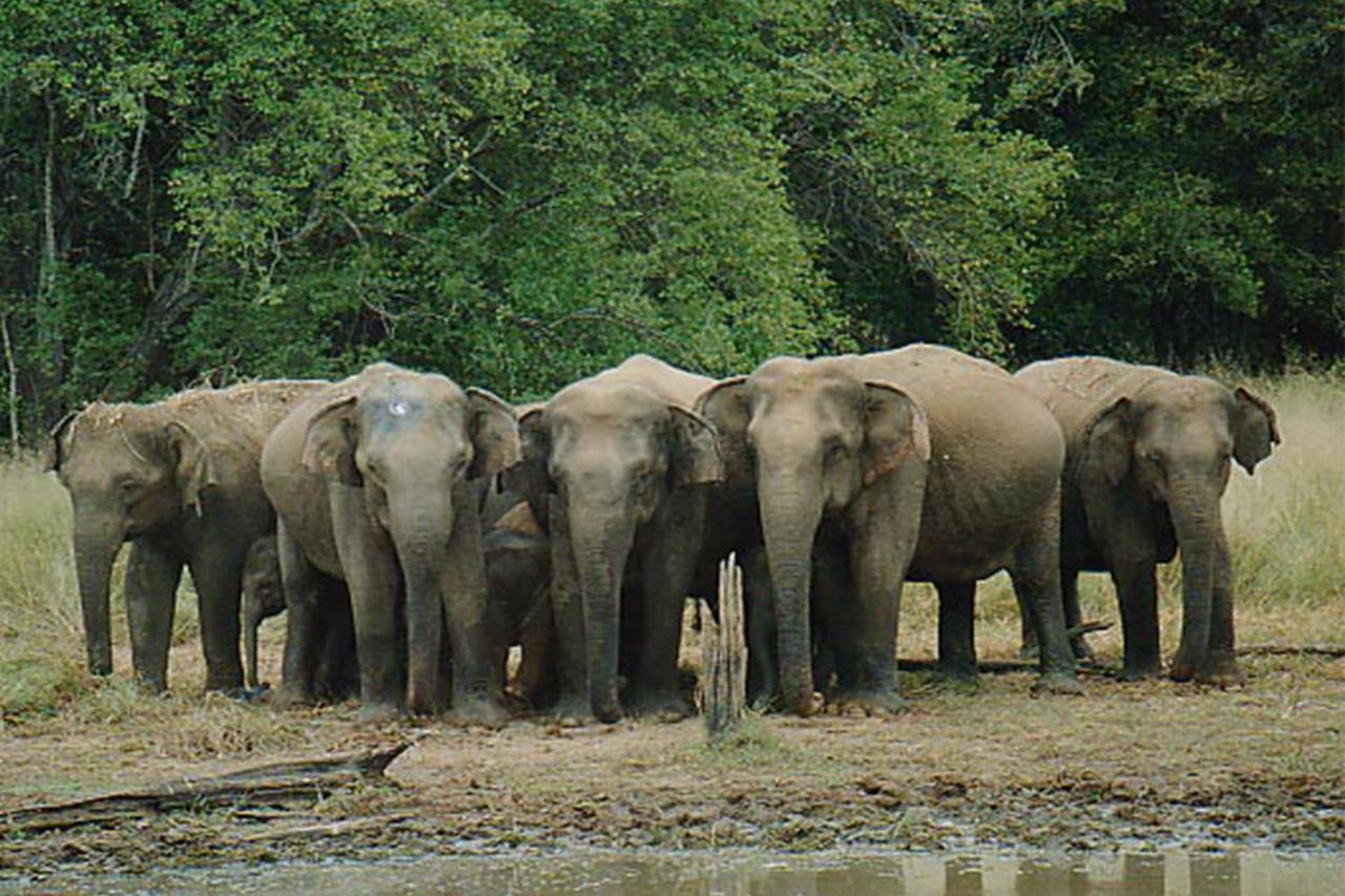 Nature Resort - Yala Safari Village Tissamaharama Exterior photo