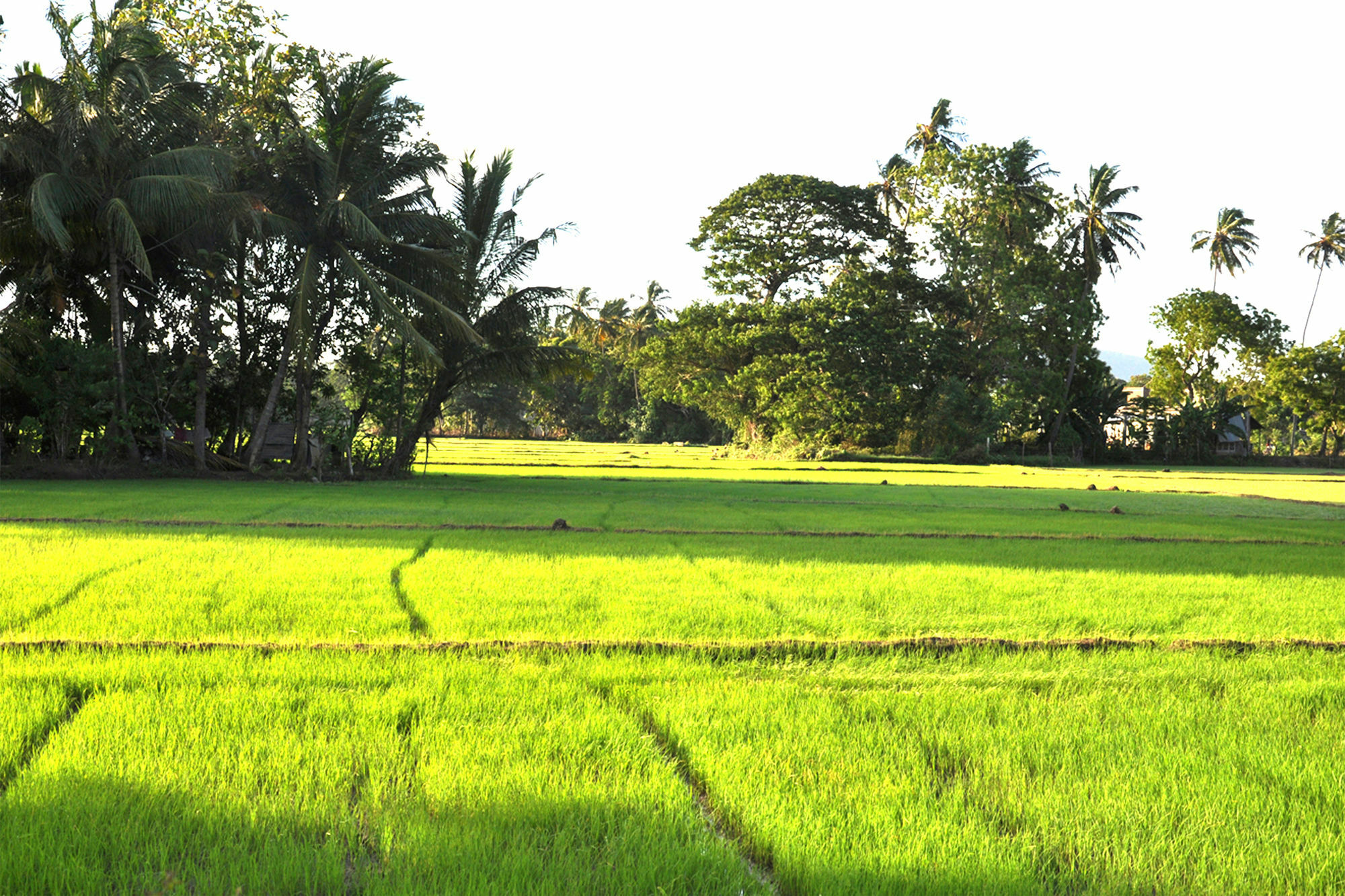 Nature Resort - Yala Safari Village Tissamaharama Exterior photo